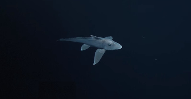 Ghost sharks were first recorded at a depth of 2,000m