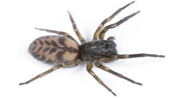 Ghost spiders know how to fly silk to make kites to cross the sea