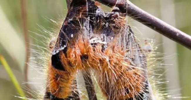 Ghost virus causes moths to explode