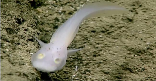 'Ghosts' in the world's deepest ocean trench
