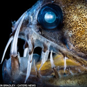 Ghosts lurk on the ocean floor