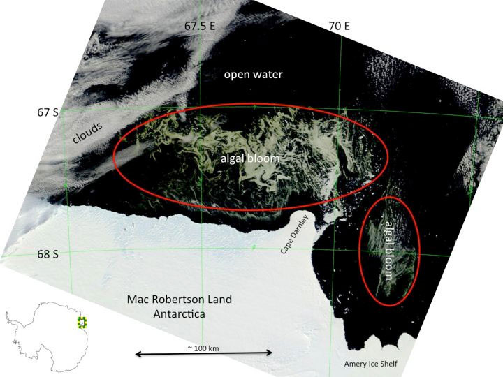 Giant algae surrounds Antarctica