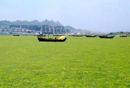Giant algae threaten China