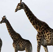 Giant animals in nature