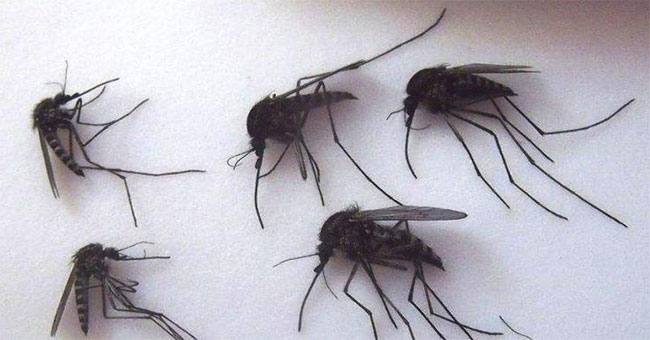 Giant Arctic mosquitoes attack World Cup tournament spots in Russia