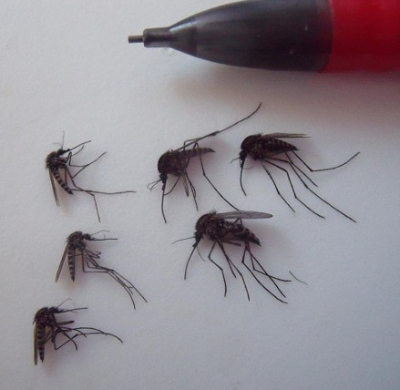 Giant Arctic mosquitoes thrive because of climate change