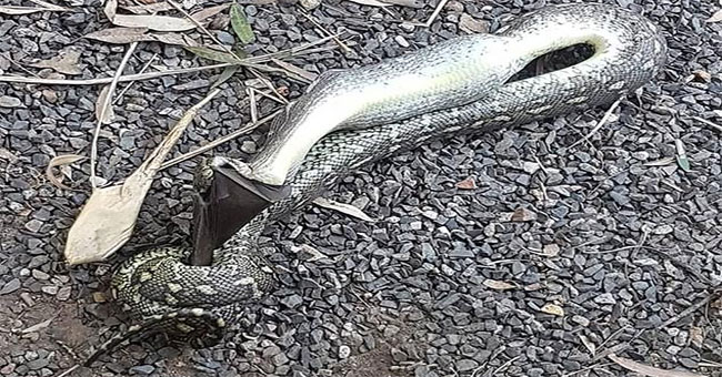 Giant bats launch their last blows to escape the python