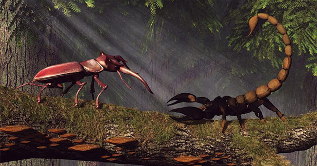 Giant beetle 'compared to' emperor scorpions: Which species deserves the title?