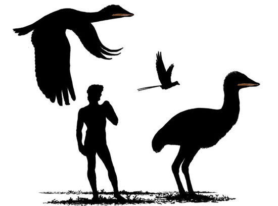 Giant bird at the same time as dinosaurs