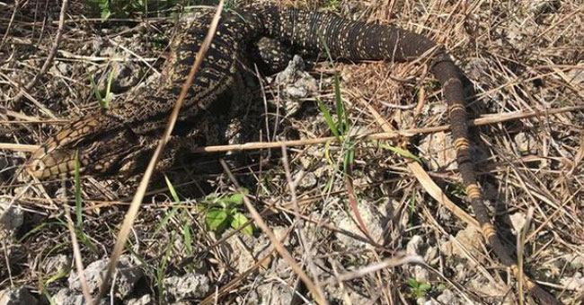 Giant carnivorous lizards raging in South America