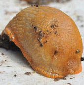 Giant carnivorous slug invades Britain