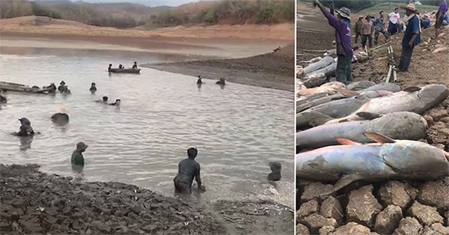 Giant catfish died deadly due to drought in Thailand