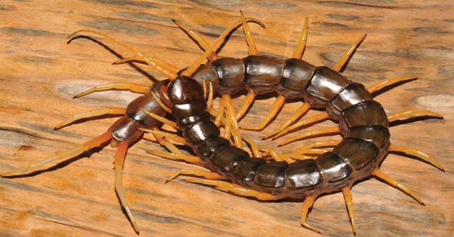 Discovered 6 species of dragon centipedes in China