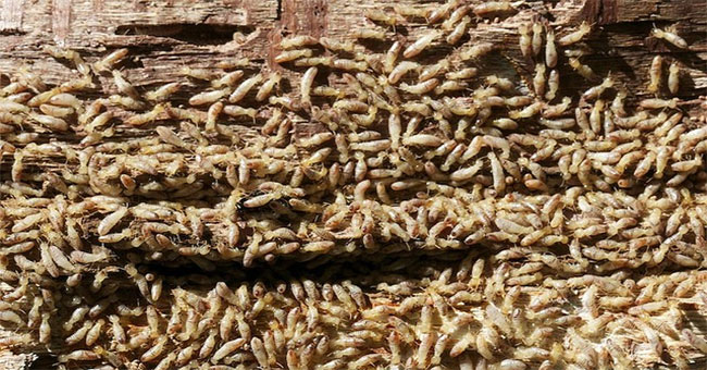 Giant clusters in Japan are making science surprising for this reason