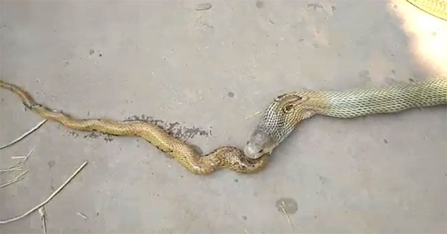 Giant cobra spews a whole ... cobra