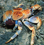 Giant crab monsters, climbing, snatching and lightning fast