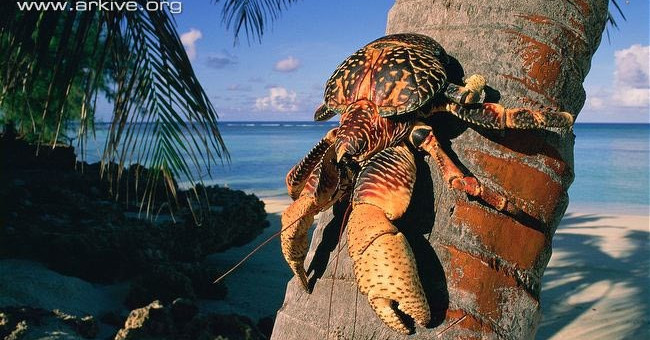 Giant crabs weigh up to 4kg