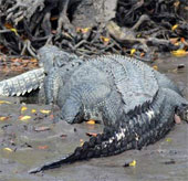 Giant crocodile cannibalism