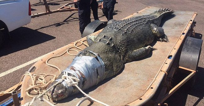 Giant crocodile is nearly 5m long