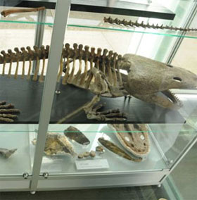Giant dinosaurs dug out of the cave