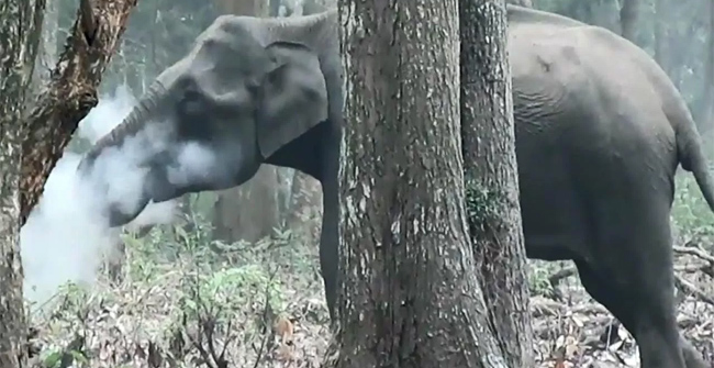 Giant elephants release technology like smoke ... smoking in the forest in India