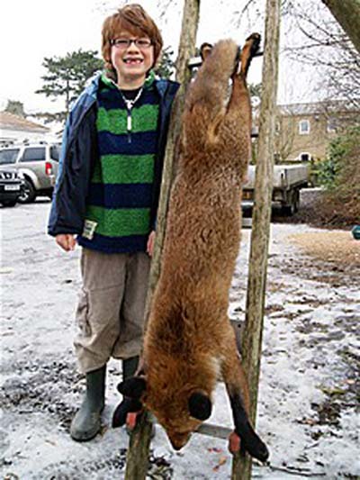 Giant fox appeared in England