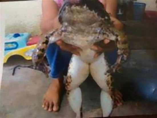 Giant frog weighs 20kg