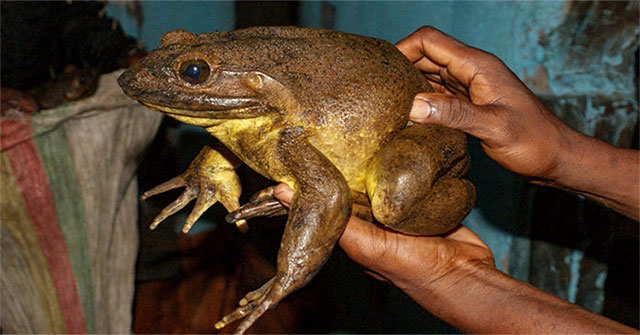 Giant frogs have a unique way of building a 'tadpole pool'
