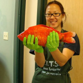 Giant goldfish in America
