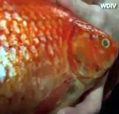 Giant goldfish weighs 1.4kg