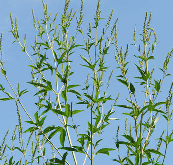 Giant grass threatens America