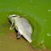 Giant green algae blooms