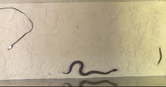 Giant hunting strategy of poisonous green snakes