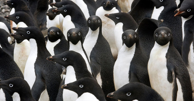 Giant iceberg kills 150,000 penguins