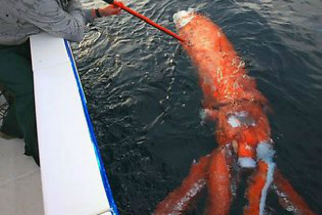 Giant ink is 4 meters long