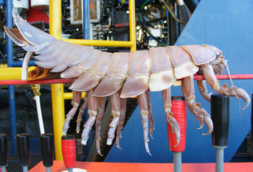 Giant insects in the Gulf of Mexico
