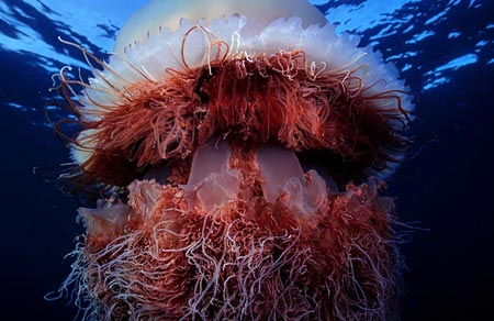 Giant jellyfish came to Japan