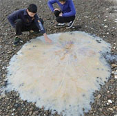 Giant jellyfish drifted off the coast of Australia