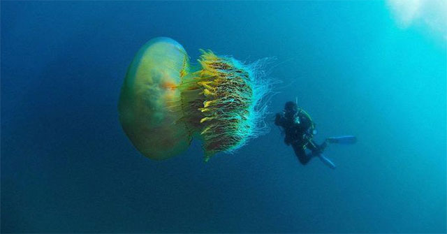 Giant jellyfish invade Korean beaches
