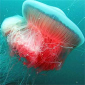 Giant jellyfish showed up after 70 years of disappearance