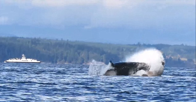 Giant killer whales and shocking whips are aimed at sea lions