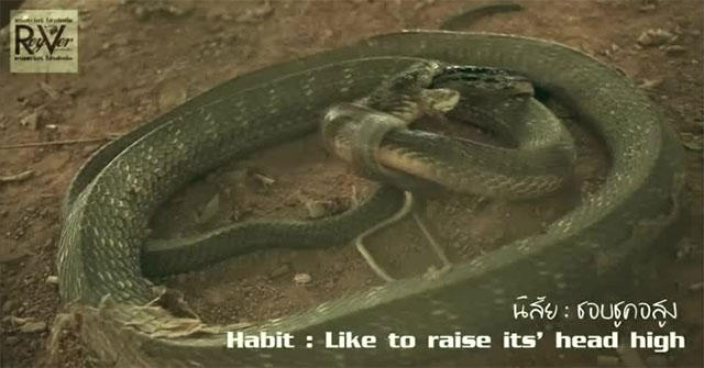 Giant king cobra 4.2m long as snake meat, prey fight fiercely