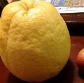 Giant lemon