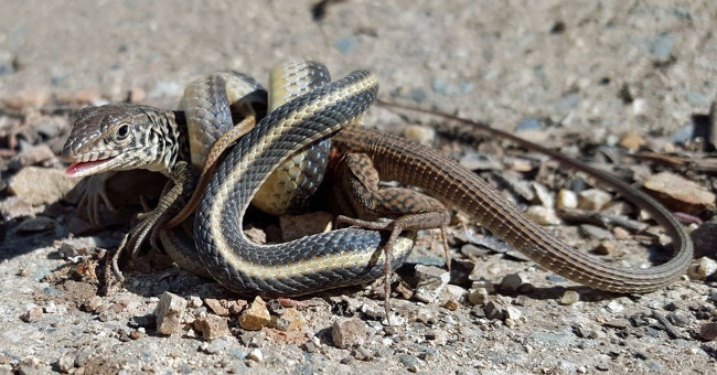 Giant lizards block the battle lines with snakes