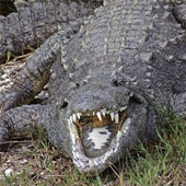 Giant marshes of the swamp South Florida