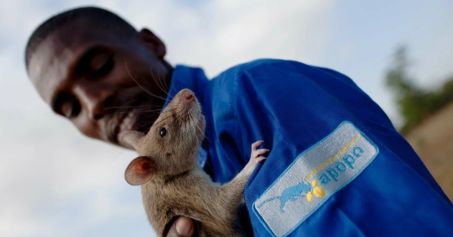 Giant mice sniff TB, detect mines