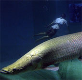 Giant monster in the Amazon River before extinction