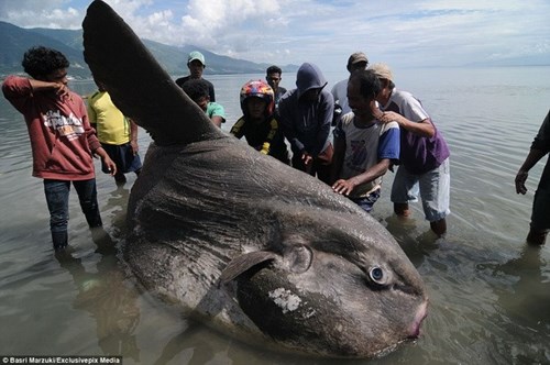 Giant moon fish drifted to the coast of Indonesia