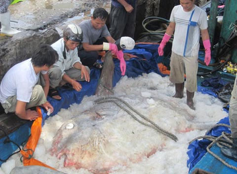Giant moonfish come to the museum