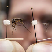 Giant mosquitoes appear in the United States